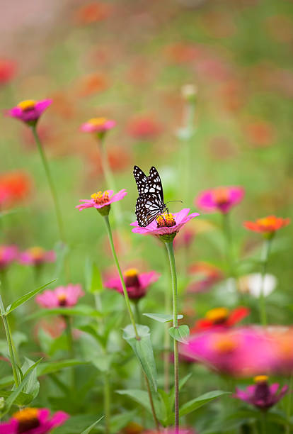 istock Paper Kite butterfly on a wild flower. 184296816