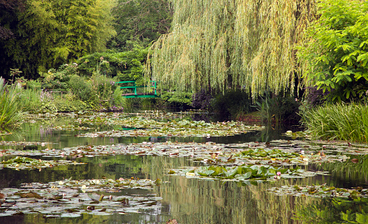 Lotus Water Lily Lake Pond