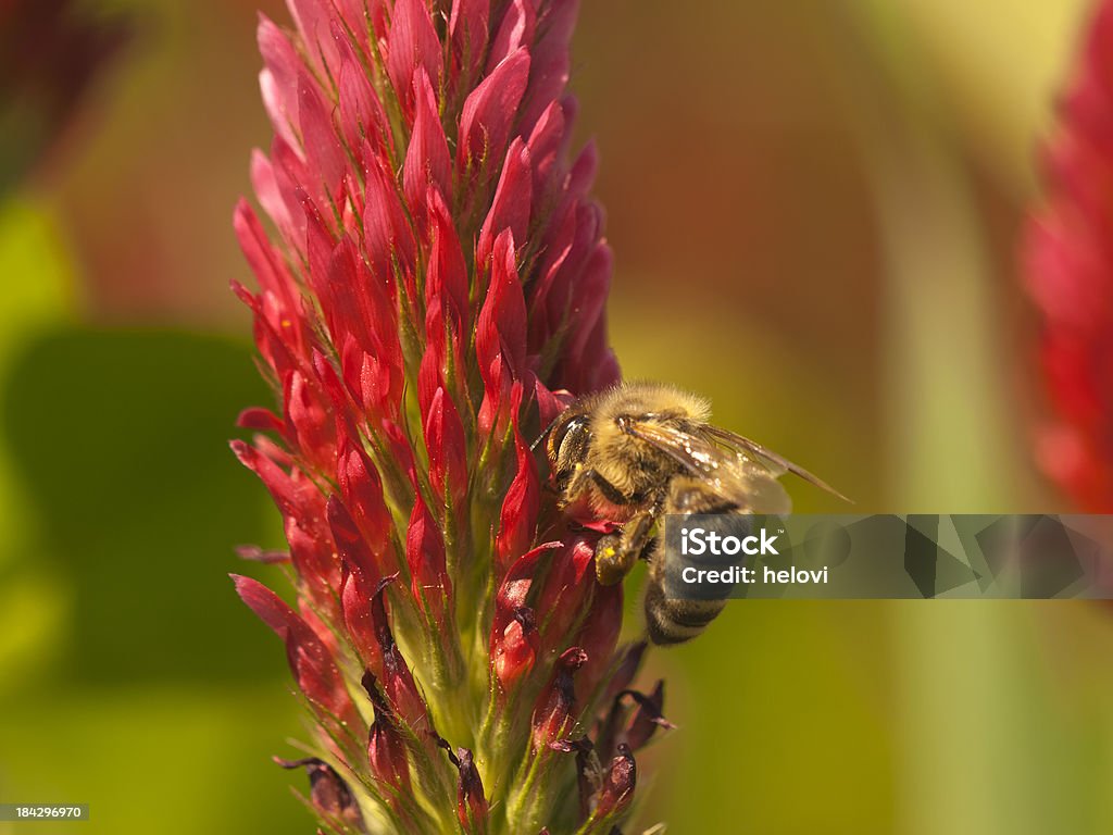 Biene auf crimson columbine - Lizenzfrei Inkarnatklee Stock-Foto