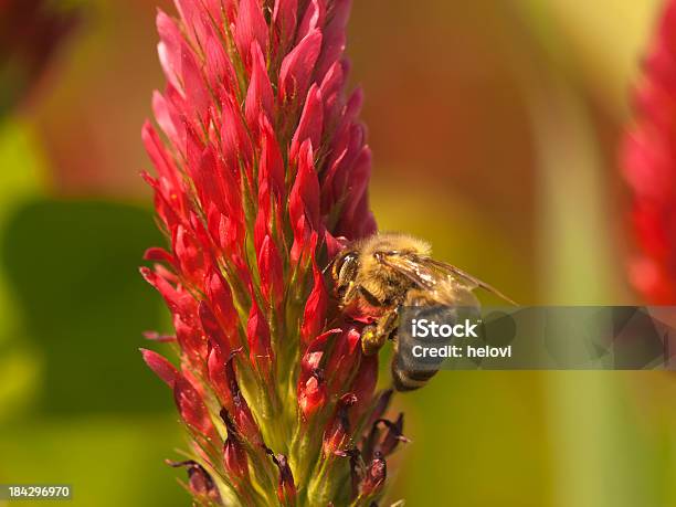 ハナバチ Inkarnatklee に - クリムソンクローバーのストックフォトや画像を多数ご用意 - クリムソンクローバー, 昆虫, 植物