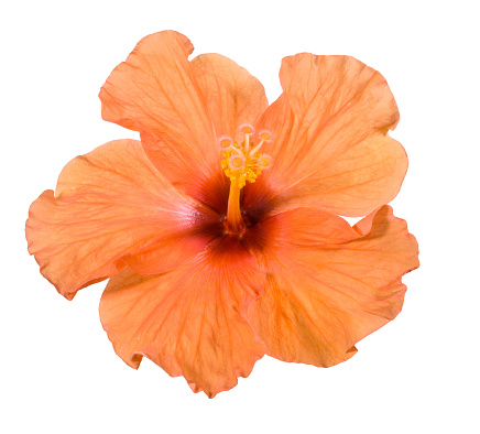 Orange color hibiscus flower with green leaves isolated on white background, clipping path included