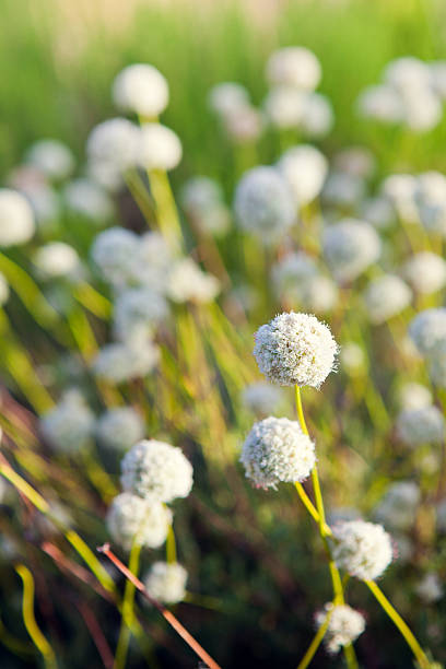 Beautiful white globe shaped flower clusters that survive the desert heat at Joshua Tree national park, their green stalks glowing in the evening sun.  Vertical with copy space.