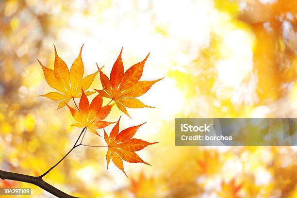 Autumn Foliage Stock Photo - Download Image Now - Autumn, Beauty, Beauty In Nature