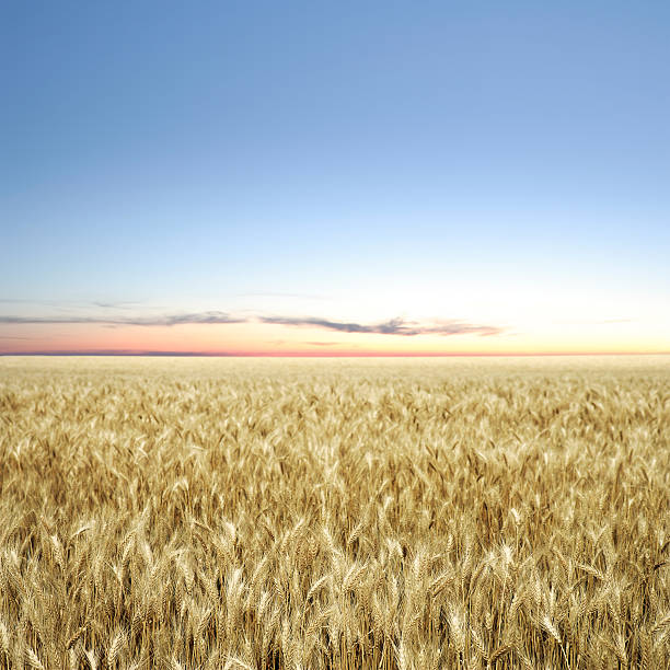 xxxl 小麦のフィールド夕暮れ - nebraska midwest usa farm prairie ストックフォトと画像