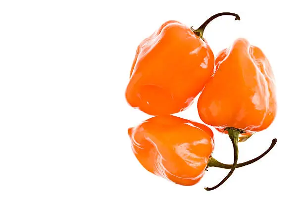 "A high angle close up of three orange colored ripe habaneros.Habaneros are some of the worlds hottest peppers, great for salsas and other fiery dishes."