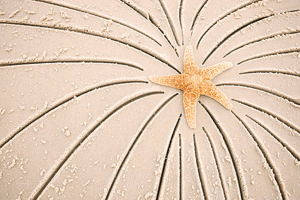 A closeup of the sand dollar on the sand against the blue sky background.