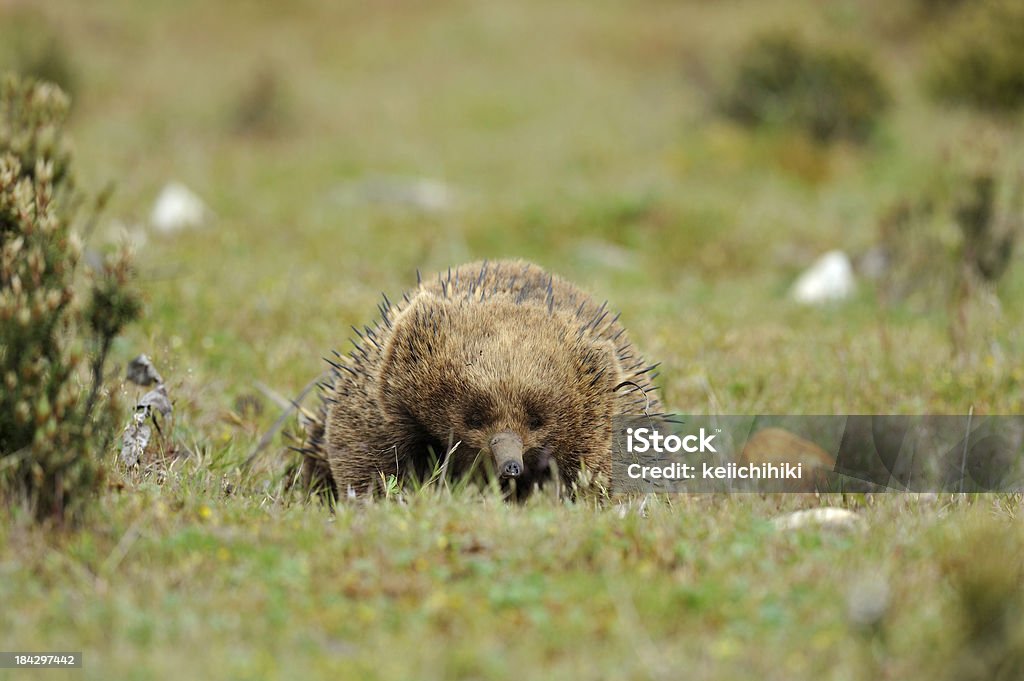 Kolczatka w lesie, Tasmania - Zbiór zdjęć royalty-free (Australia)