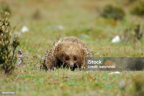 Foto de Echidna Em Uma Floresta Tasmânia e mais fotos de stock de Andar - Andar, Animal, Animal selvagem