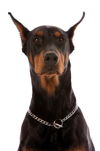 a thoroughbred Doberman dog of brown color lies on the floor, isolated on a white background
