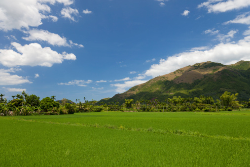 Rice fields in Nha Trang, Vietnam