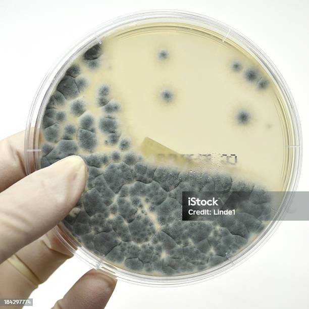 Aspergillus Fumigatus - Fotografie stock e altre immagini di Aspergillus fumigatus - Aspergillus fumigatus, Esperimento, Agar