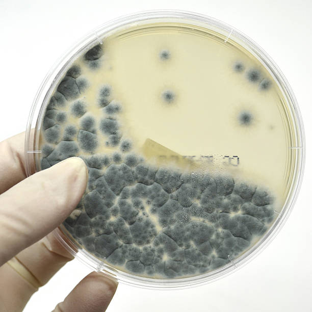 Gloved hand holding Petri dish growing aspergillus fumigatus stock photo