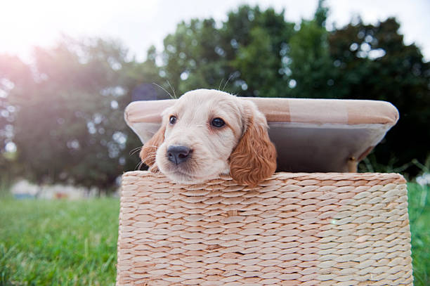 Cute puppyLabrador Retriever sticking out of the box in nature with lens flare