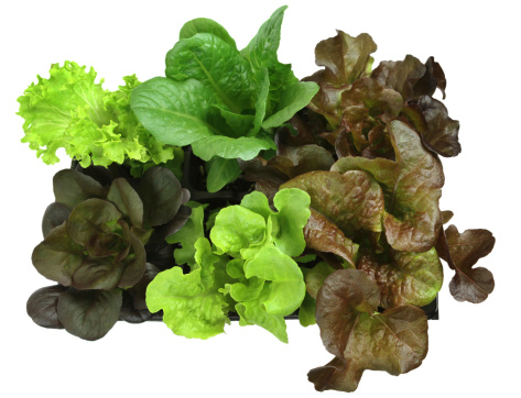 Variety of types of lettuce in pots.