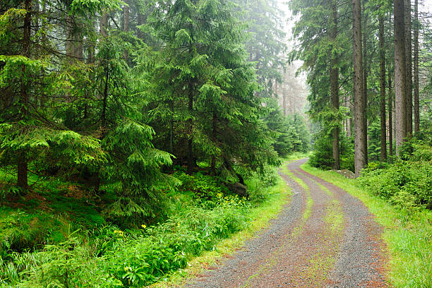 istock Winding Road through Spruce Tree Forest in Rain 184297851
