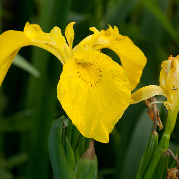 istock Close up of yellow Iris 184297887