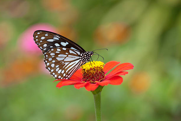istock Paper Kite butterfly on a wild flower. 184297972