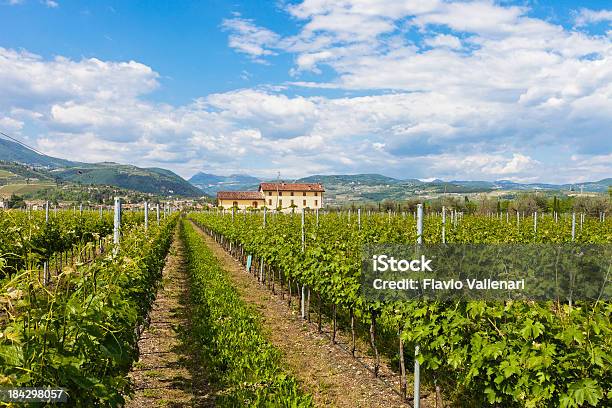 Valpolicella 春イタリアの田舎の - イタリア ヴェローナのストックフォトや画像を多数ご用意 - イタリア ヴェローナ, つる草, イタリア