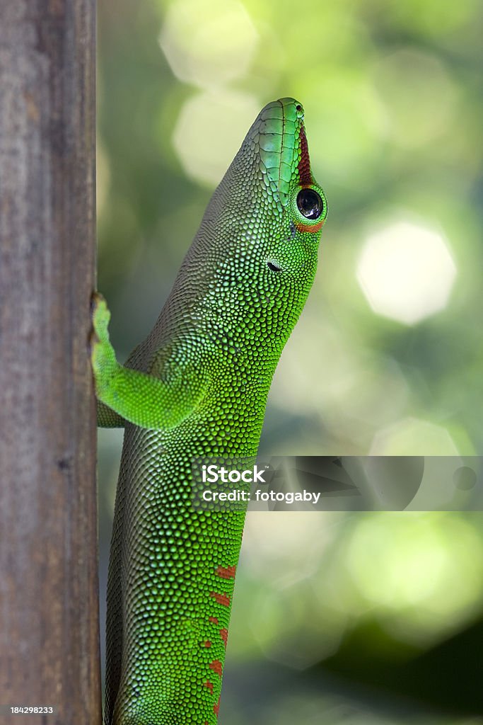 Geco de Madagascar - Foto de stock de Animais em Extinção royalty-free