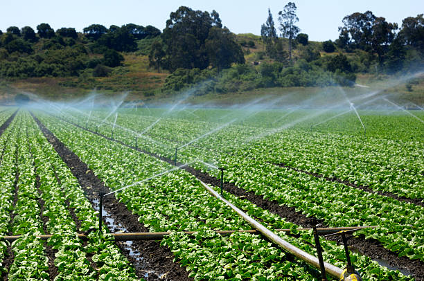 istock Rows of Lettuce Being Watered on Coastal Farm 184298732