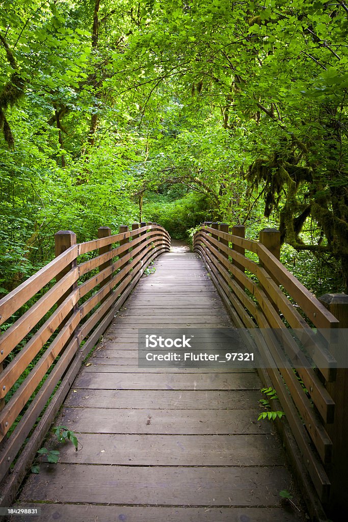 Puente de promesa - Foto de stock de Arbusto libre de derechos