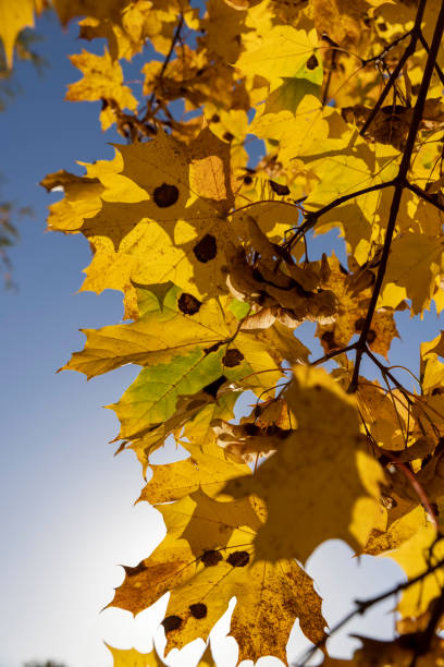istock Maple tree foliage in autumn 1842988614