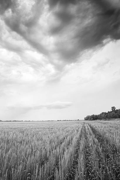 istock Prairie Storm and Wheat Field 184298909