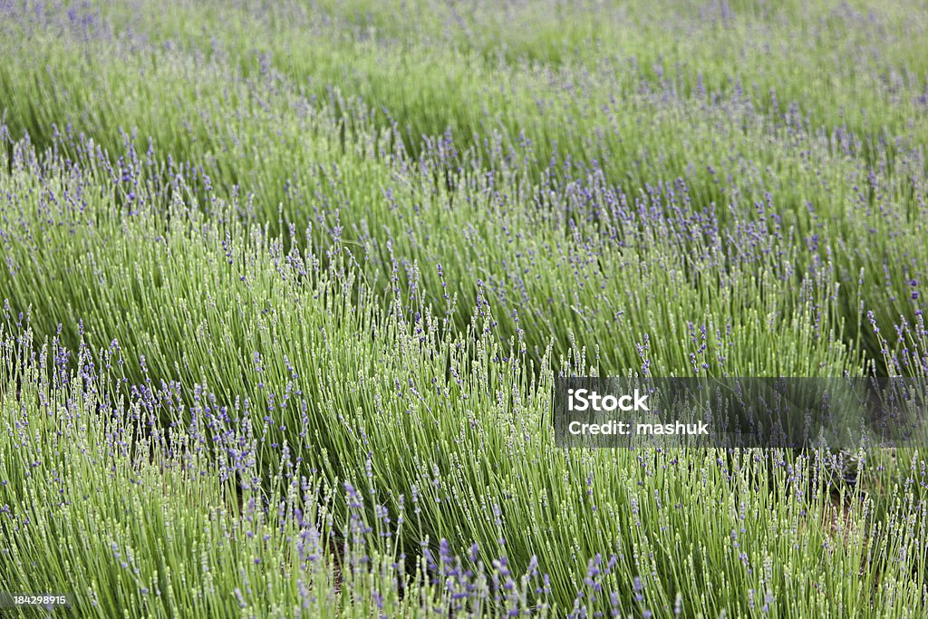 - Lavendel - Lizenzfrei Aromatherapie Stock-Foto