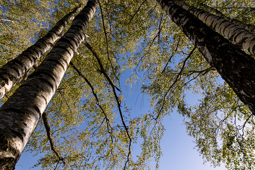 Birch grove with tall birch trees in autumn , sunny autumn weather in a birch forest with a blue sky
