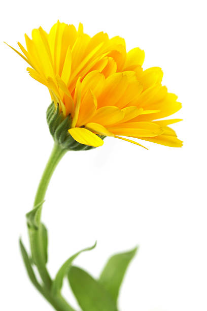 istock Almost like painted calendula flower 184299050