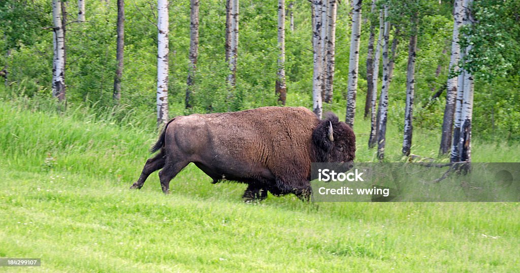 Brown buffalo running in a field A large male Plains Buffalo running. Alberta Stock Photo