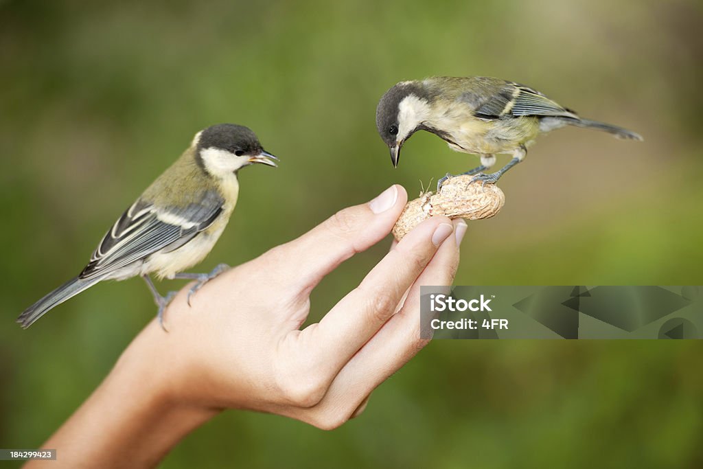 Salga de algunos para mí, aves defendiendo (XXXL - Foto de stock de Cacahuete - Fruto seco libre de derechos