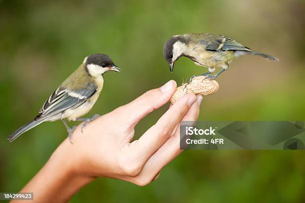 Оставить Для Меня Birds Спорить Xxxl — стоковые фотографии и другие картинки Арахис - еда - Арахис - еда, Птица, Большая синица