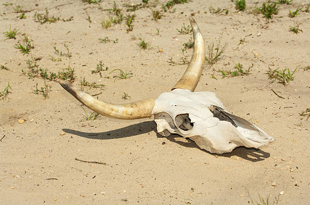 기록분류코드 깨는 가뭄 - animal skull drought animal bone dry 뉴스 사진 이미지