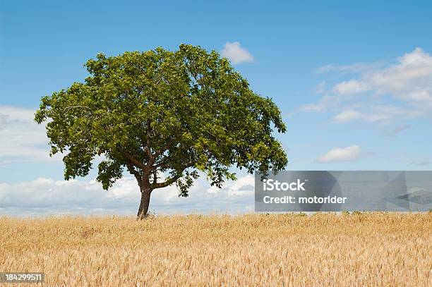 Vita Semplice - Fotografie stock e altre immagini di Agricoltura - Agricoltura, Albero, Ambientazione esterna