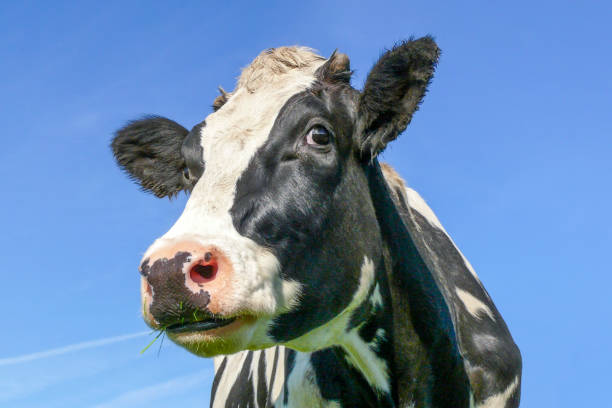 istock Cow face black and white, looking curious, blue background 1842996428