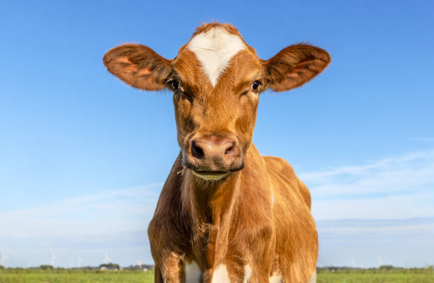 istock Red cow heifer front view, cute calf face and blue background 1842996441