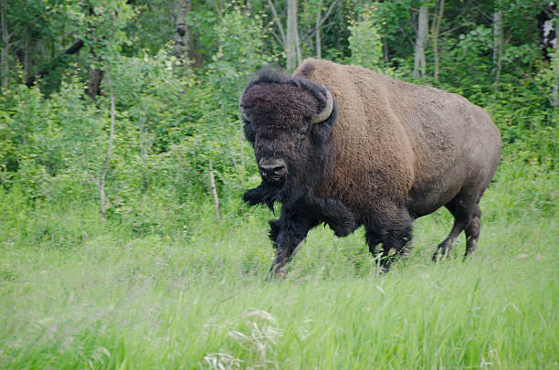 istock Plains Buffalo Ready to Charge 184299645