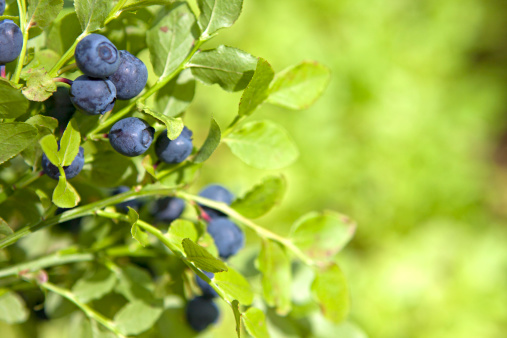 Natural blueberry plant with ready berries