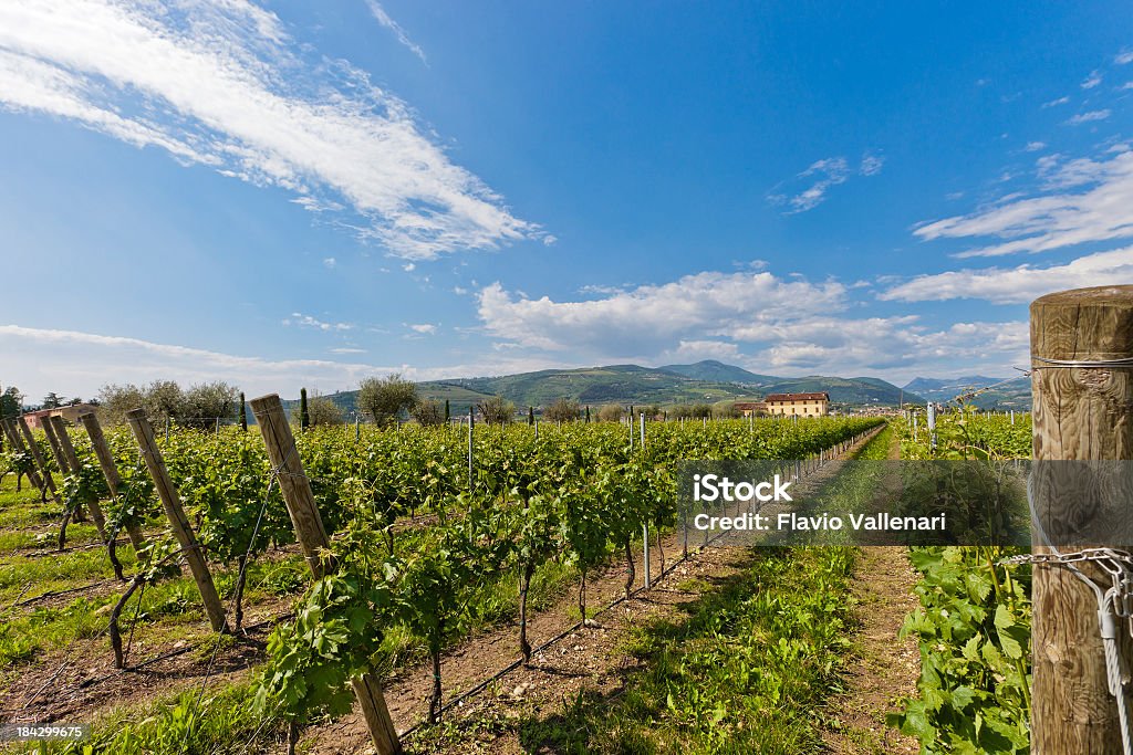 Valpolicella im Frühjahr, Italien - Lizenzfrei Agrarbetrieb Stock-Foto