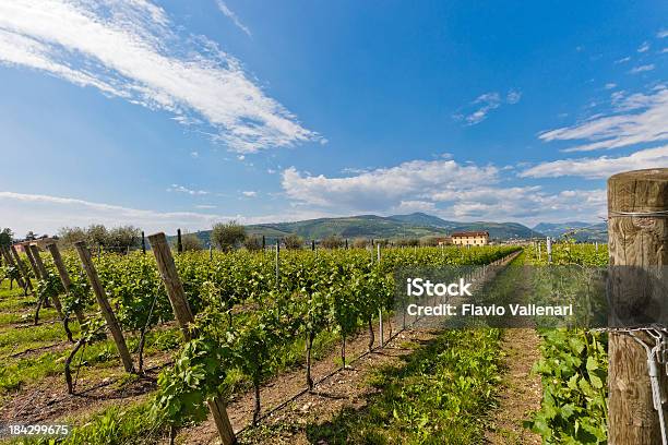 Valpolicella Im Frühjahr Italien Stockfoto und mehr Bilder von Agrarbetrieb - Agrarbetrieb, Bauernhaus, Eigen-Anbau