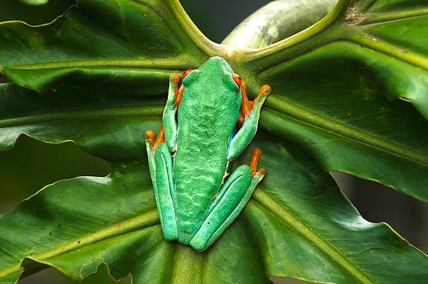 istock Frog of Costa Rica 184299691