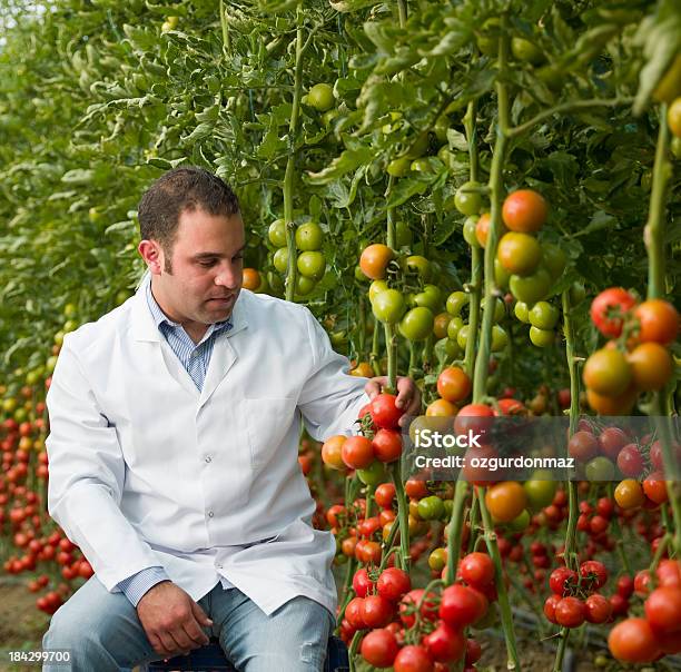 Científico En Greenhouse Foto de stock y más banco de imágenes de 30-39 años - 30-39 años, Abundancia, Actividad de agricultura