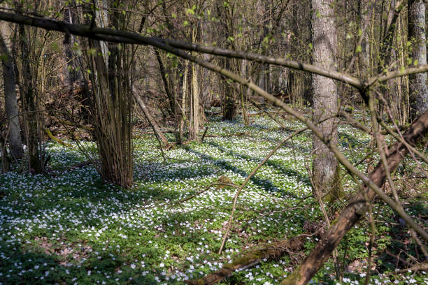 istock the first spring flowers of anemone are white in a mixed forest 1842998002