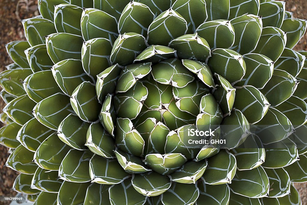 Queen Victoria's Agave - Foto de stock de Cactus libre de derechos