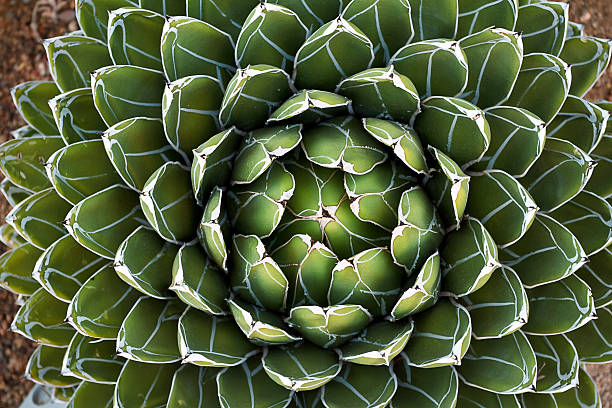 A spiky blue agave (American aloe) plant against a pastel yellow background. Copy space available above the plant. Concepts: teamwork, unity, working together, togetherness, sharp, sharp team.