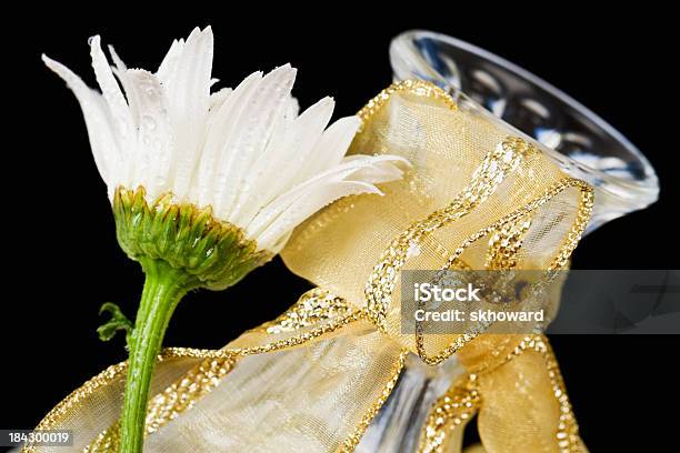 Foto de Wet Branco Com Fita De Ouro Vaso De Flor e mais fotos de stock de Branco - Branco, Caule, Chrysanthemum Superbum