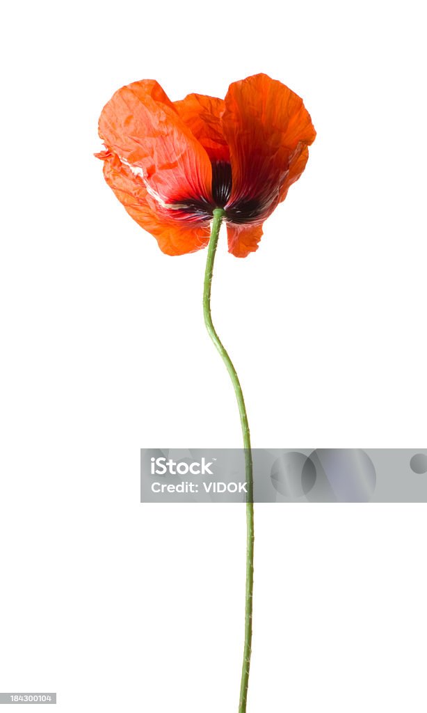 Poppy. Red flower on a white background. Beauty In Nature Stock Photo