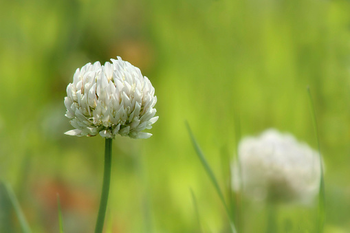 Blooming white clover in the field on a sunny day in the summer