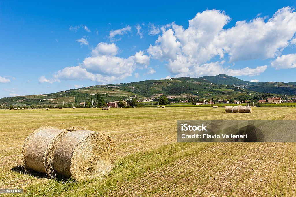 Valpolcella campos, Itália - Foto de stock de Agricultura royalty-free